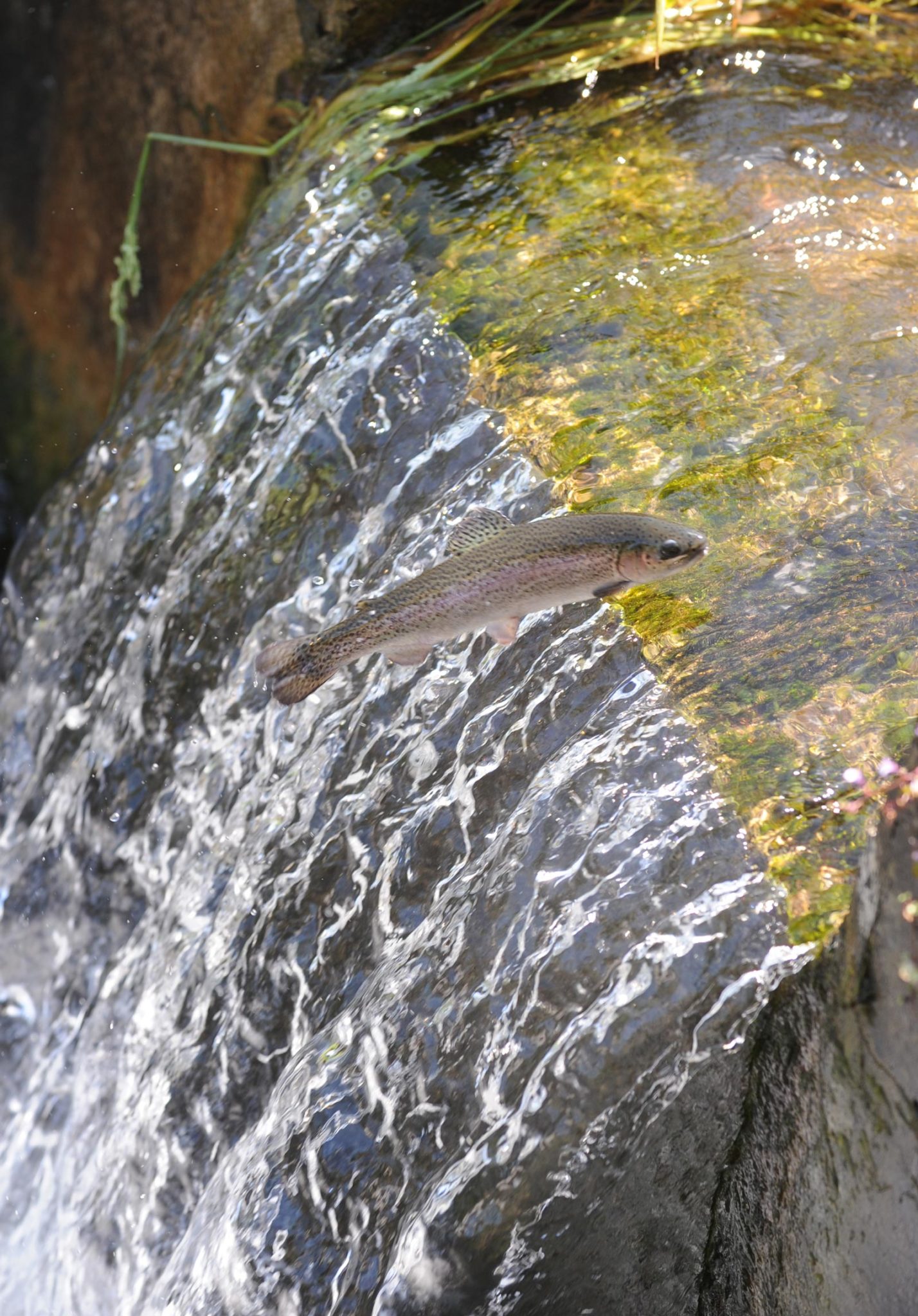 Poisson Chantant Mural - Truite Arc-en-ciel - Pour Pièces - Non Testé